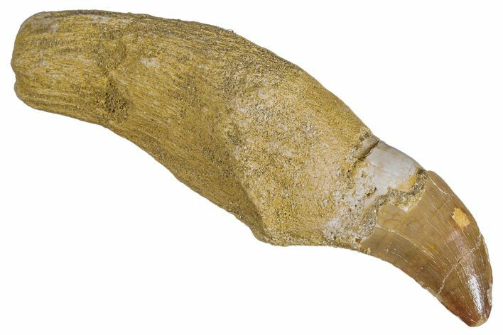 Fossil Rooted Mosasaur (Prognathodon) Tooth - Morocco #286375